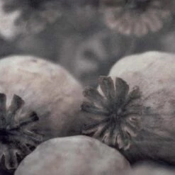 POPPY - Kussenhoes Velvet 45x45 Cm - Gedroogde Papaver - Taupe - Bruin - Met Rits -Dutch Decor 1200x1200 371